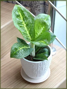 Аглаонема Lemon Mint