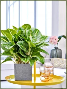 Аглаонема Lemon Mint