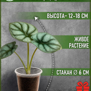 Алоказия Сильвер Драгон