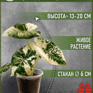 Алоказия Фрайдек Вариегатная